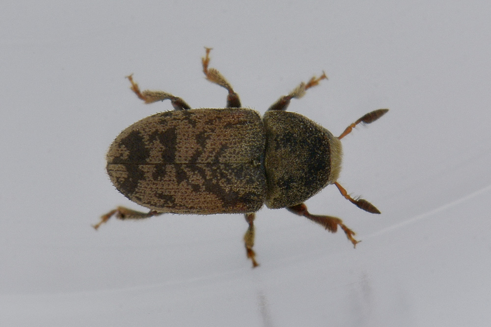 Hylesinus fraxini